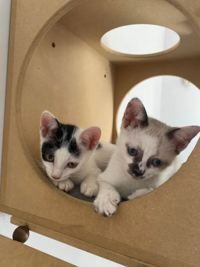 Gato ra a Srd idade Abaixo de 2 meses nome Cadu
