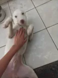Teddy 