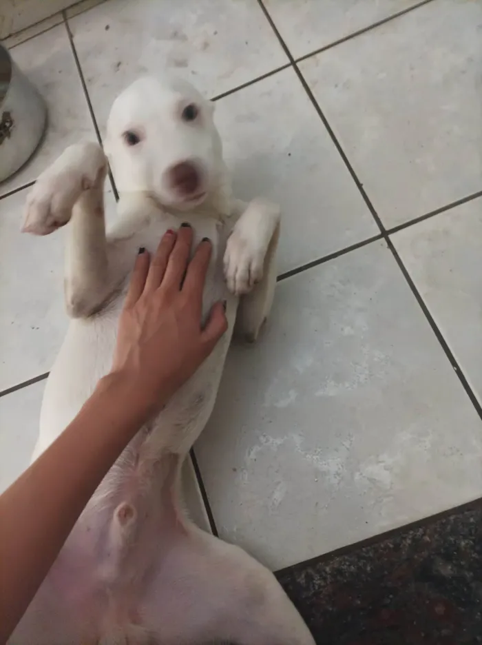 Cachorro ra a Pit-Bull idade 2 a 6 meses nome Teddy 