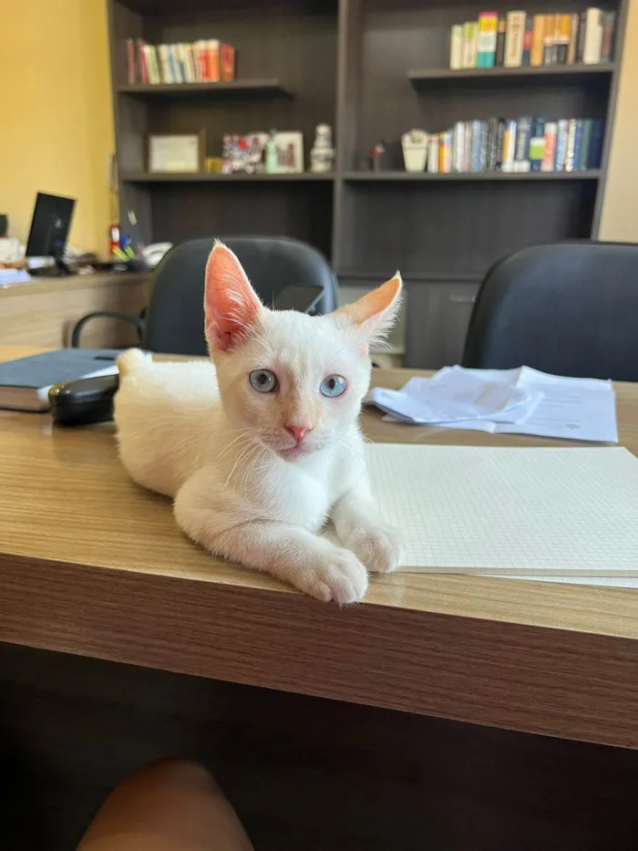 Gato ra a SRD-ViraLata idade 2 a 6 meses nome Antônio 