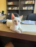 Antônio