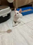 Antônio 