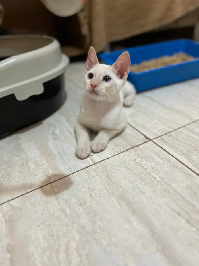 Gato ra a SRD-ViraLata idade 2 a 6 meses nome Antônio 