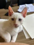 Antônio 