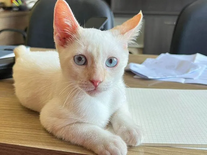 Gato ra a SRD-ViraLata idade 2 a 6 meses nome Antônio 