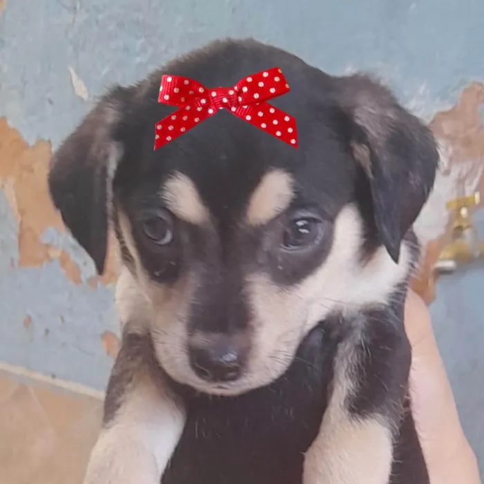 Cachorro ra a Mestica  idade 2 a 6 meses nome Helena 