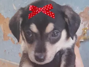 Cachorro raça Mestica  idade 2 a 6 meses nome Helena 