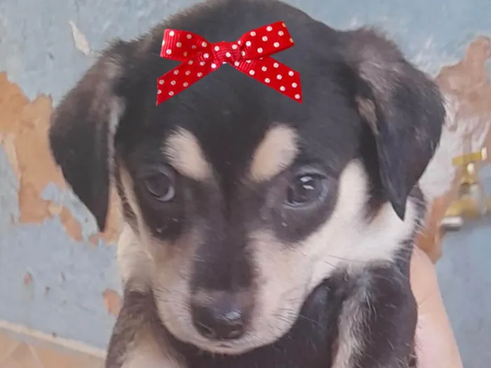 Cachorro ra a Mestica  idade 2 a 6 meses nome Helena 