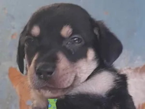 Cachorro raça Mestico  idade 2 a 6 meses nome Mike 