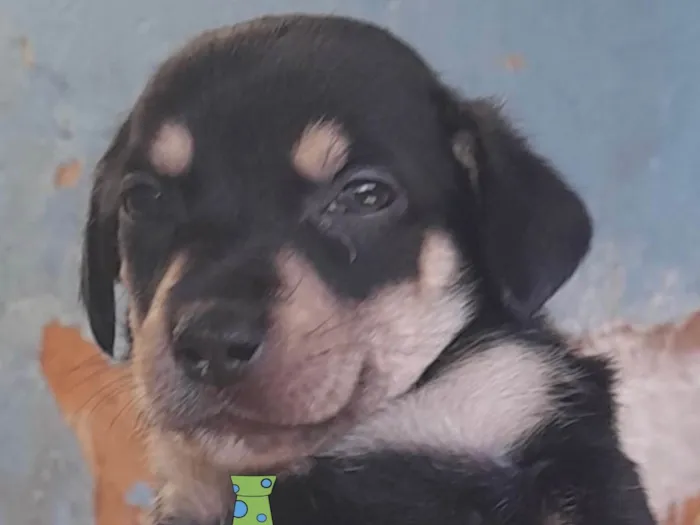 Cachorro ra a Mestico  idade 2 a 6 meses nome Mike 