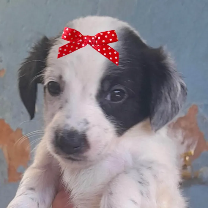 Cachorro ra a Mestica  idade 2 a 6 meses nome Tasha 