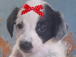 Cachorro raça Mestica  idade 2 a 6 meses nome Tasha 