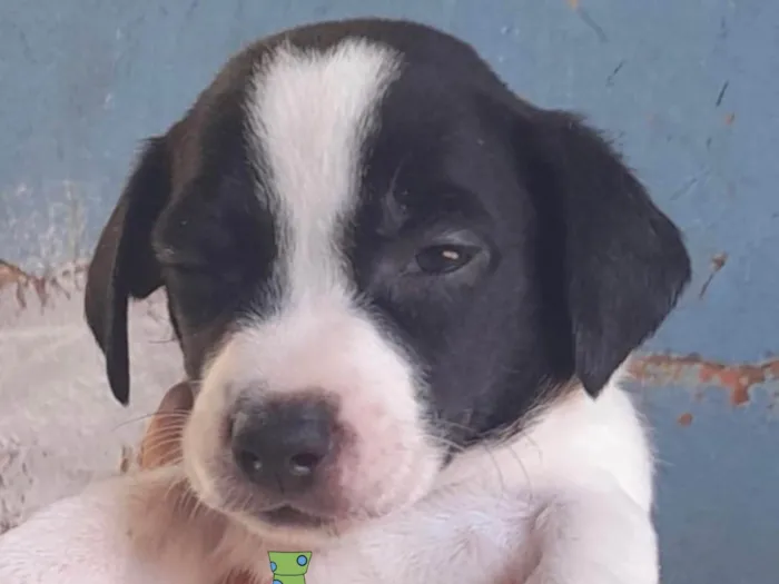 Cachorro ra a Mestico  idade 2 a 6 meses nome Thor 