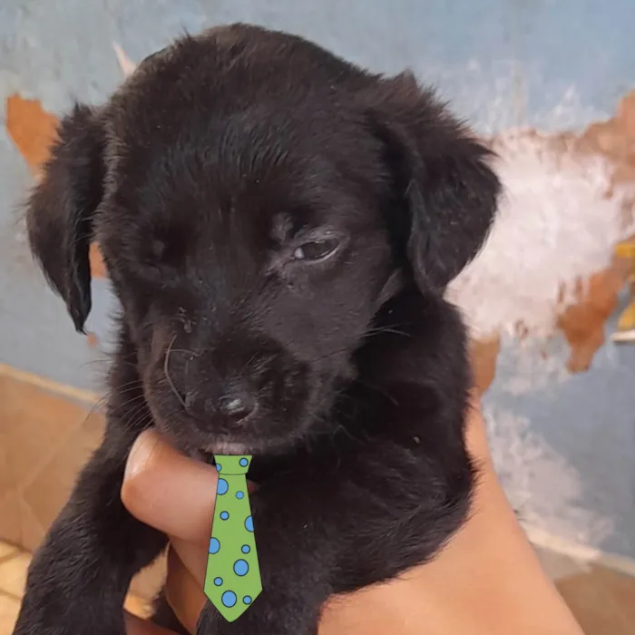 Cachorro ra a Mestico  idade 2 a 6 meses nome Zulu 