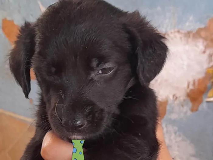 Cachorro ra a Mestico  idade 2 a 6 meses nome Zulu 