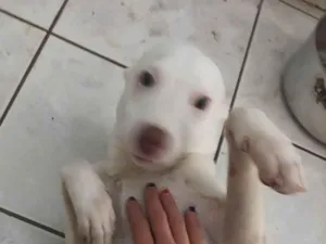 Cachorro raça Pit-Bull idade 2 a 6 meses nome Teddy 