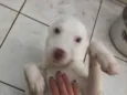 Teddy