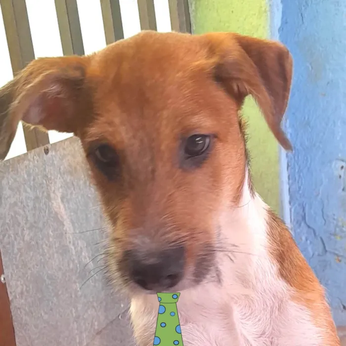 Cachorro ra a Mestico  idade 7 a 11 meses nome Marley 