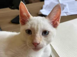 Gato raça SRD-ViraLata idade 2 a 6 meses nome Antônio 