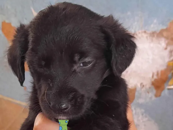 Cachorro ra a Mestico  idade 2 a 6 meses nome Zulu 