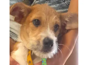 Cachorro raça Mestico  idade 7 a 11 meses nome Ralf 