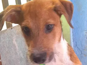 Cachorro raça Mestico  idade 7 a 11 meses nome Marley 