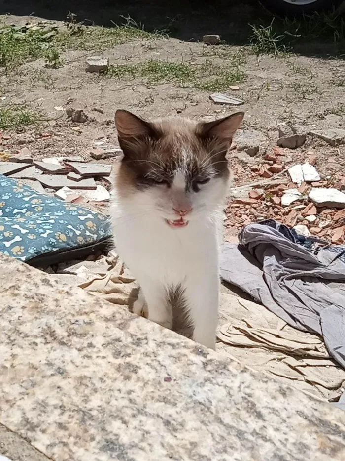 Gato ra a Siamês outra idade 2 anos nome Sem nome docil