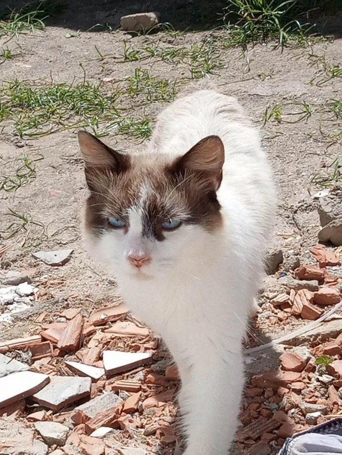 Gato ra a Siamês outra idade 2 anos nome Sem nome docil