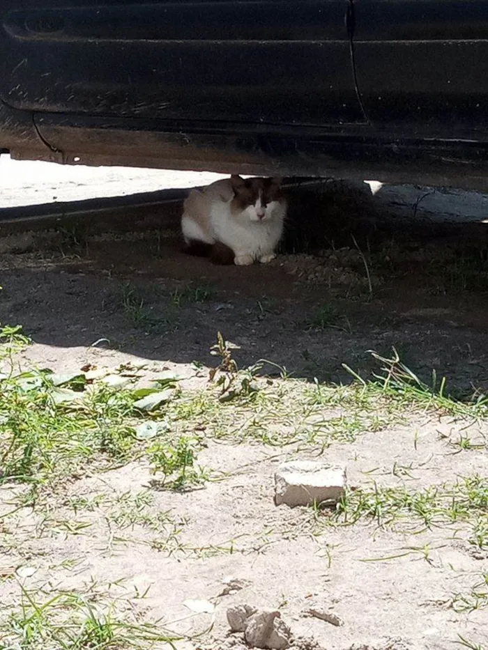 Gato ra a Siamês outra idade 2 anos nome Sem nome docil