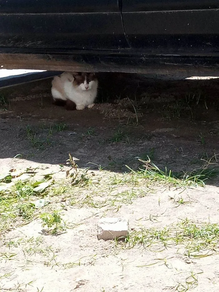 Gato ra a Siamês outra idade 2 anos nome Sem nome docil