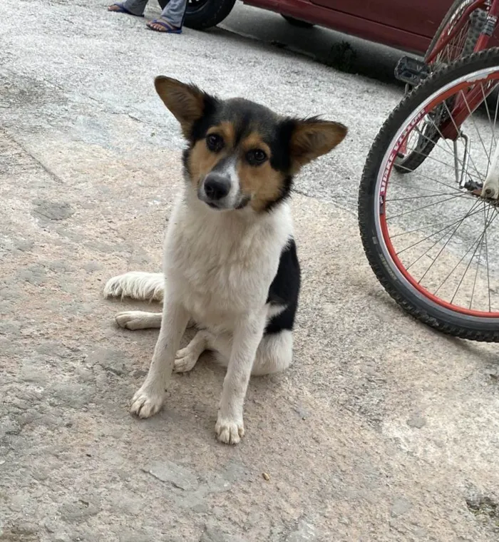 Cachorro ra a SRD-ViraLata idade 2 anos nome Branquinha