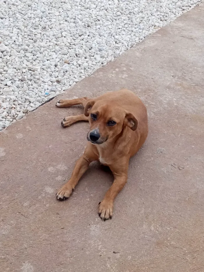 Cachorro ra a Indefinida  idade 1 ano nome Mel