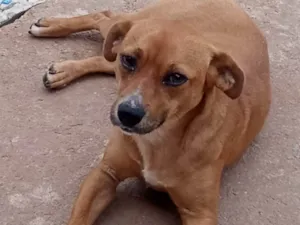 Cachorro raça Indefinida  idade 1 ano nome Mel