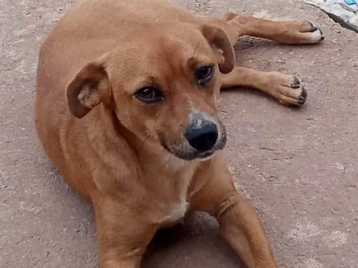 Cachorro ra a Indefinida  idade 1 ano nome Mel