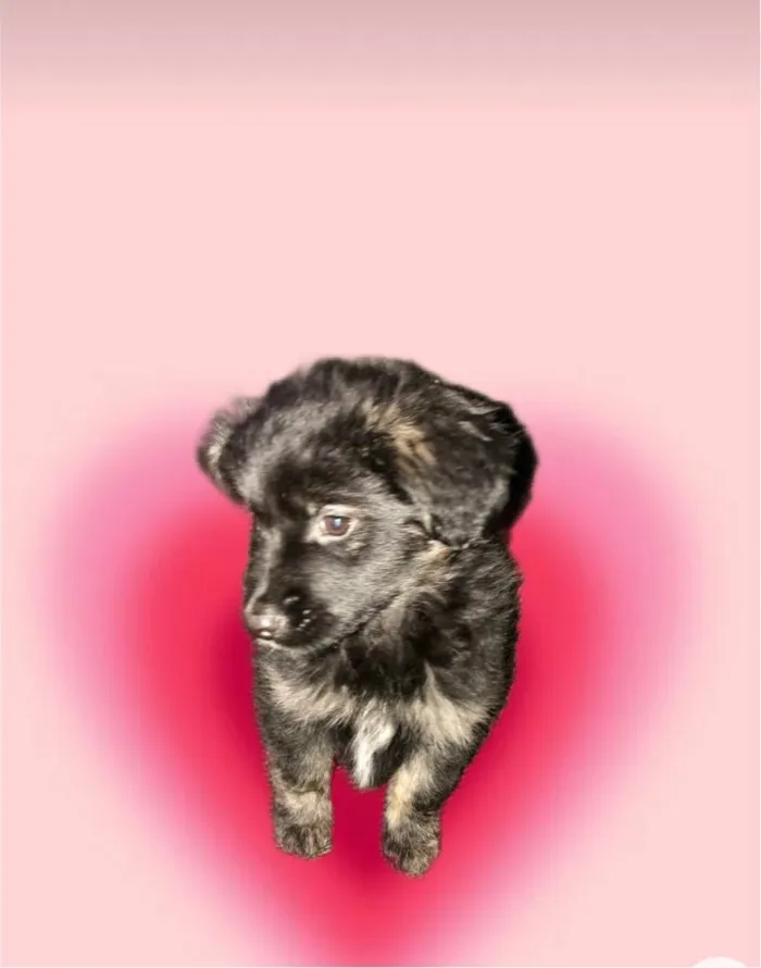 Cachorro ra a SRD-ViraLata idade 2 a 6 meses nome Pandora bb3meses 