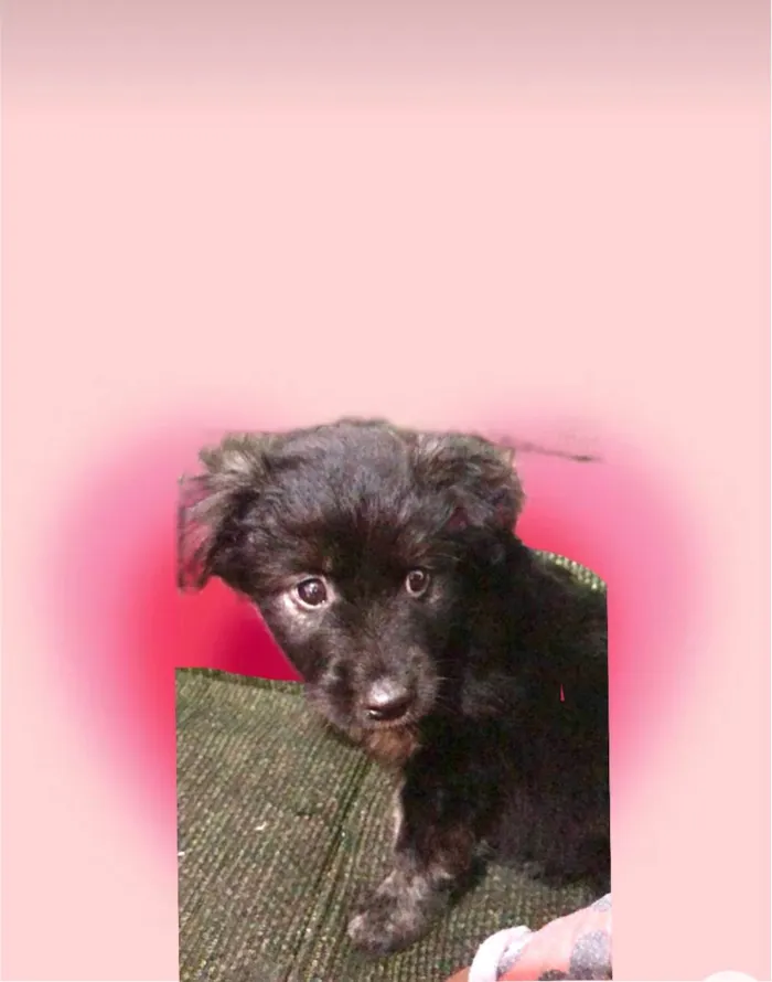 Cachorro ra a SRD-ViraLata idade 2 a 6 meses nome Pandora bb3meses 