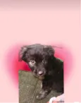 Pandora bb3meses