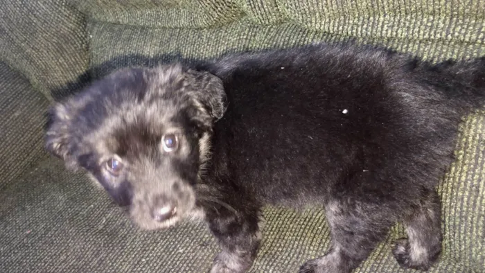 Cachorro ra a SRD-ViraLata idade 2 a 6 meses nome Pandora bb3meses 