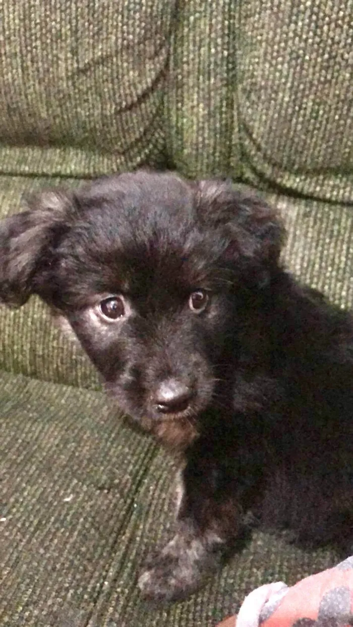 Cachorro ra a SRD-ViraLata idade 2 a 6 meses nome Pandora bb3meses 