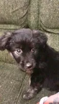 Pandora bb3meses