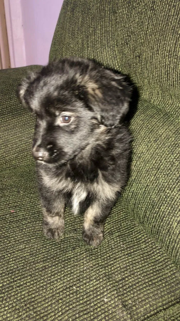 Cachorro ra a SRD-ViraLata idade 2 a 6 meses nome Pandora bb3meses 