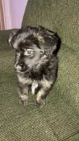 Pandora bb3meses