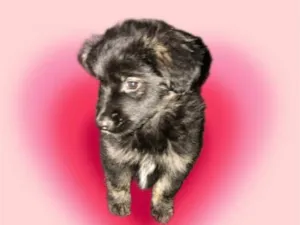 Cachorro raça SRD-ViraLata idade 2 a 6 meses nome Pandora bb3meses 