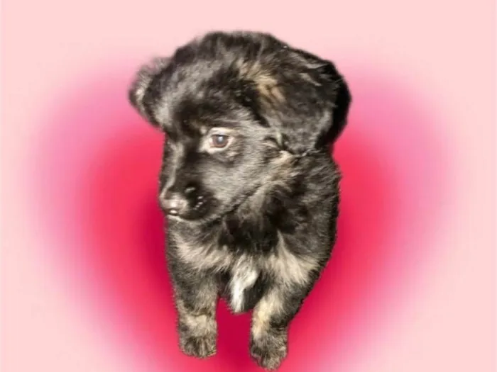 Cachorro ra a SRD-ViraLata idade 2 a 6 meses nome Pandora bb3meses 