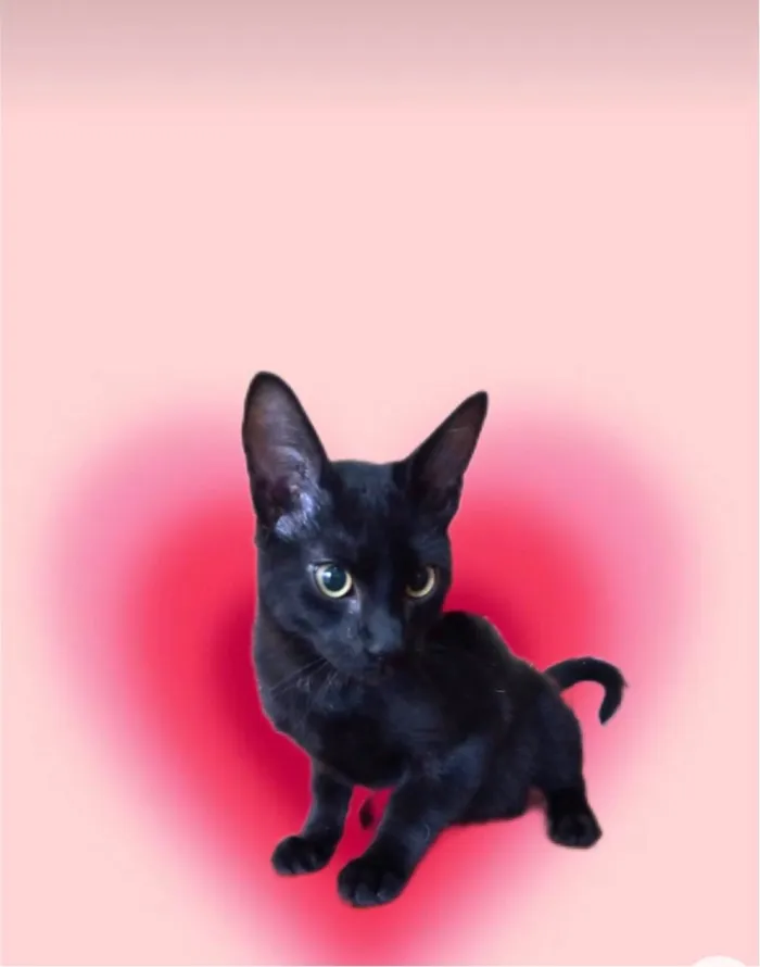 Gato ra a SRD-ViraLata idade 2 a 6 meses nome Chocolat 4meses 