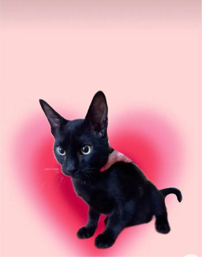 Gato ra a SRD-ViraLata idade 2 a 6 meses nome Chocolat 4meses 