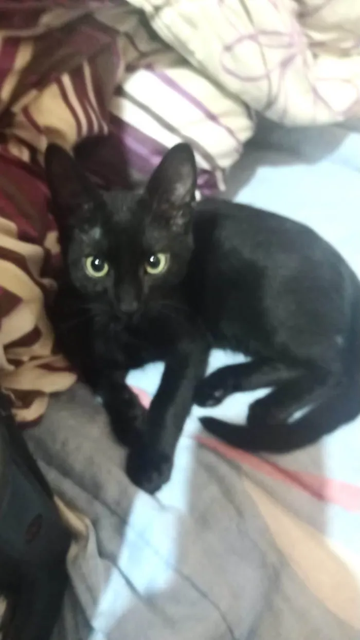 Gato ra a SRD-ViraLata idade 2 a 6 meses nome Chocolat 4meses 
