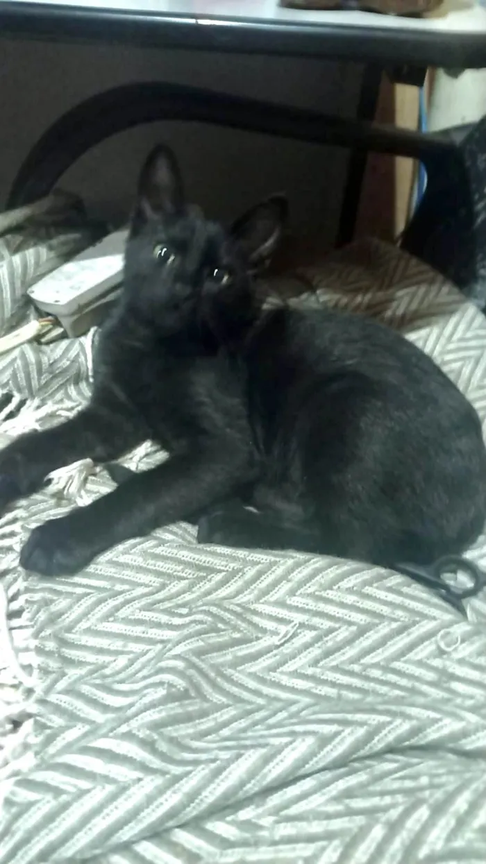 Gato ra a SRD-ViraLata idade 2 a 6 meses nome Chocolat 4meses 