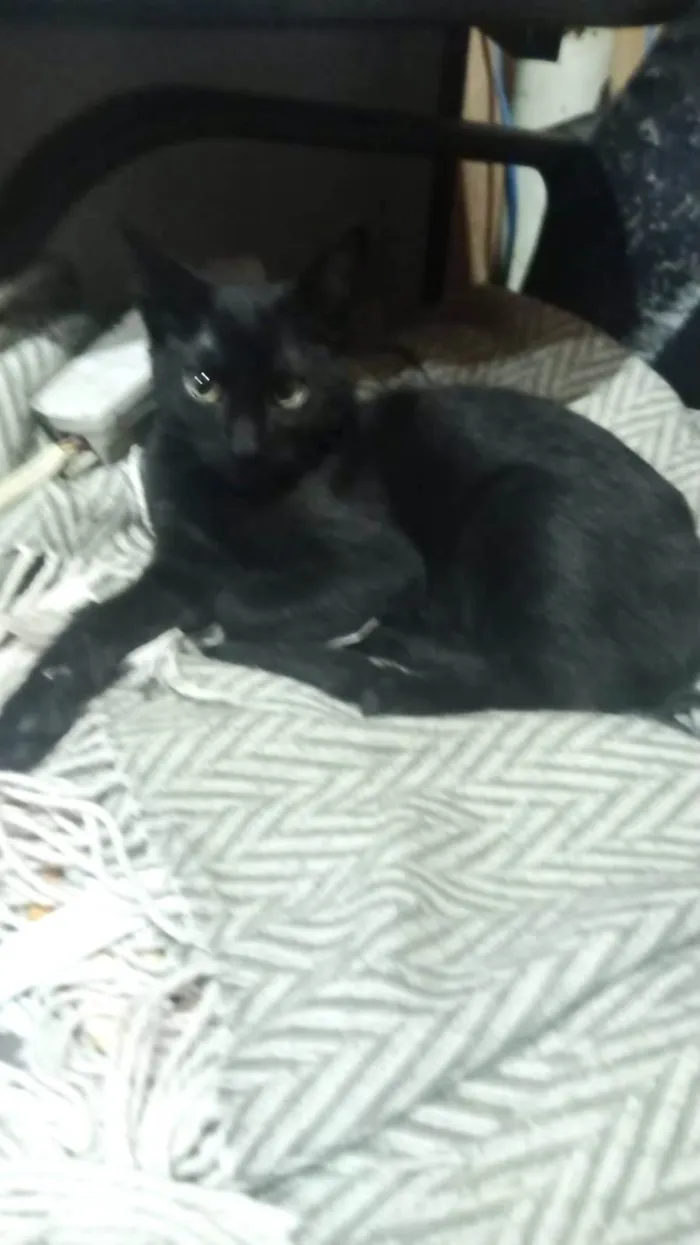 Gato ra a SRD-ViraLata idade 2 a 6 meses nome Chocolat 4meses 