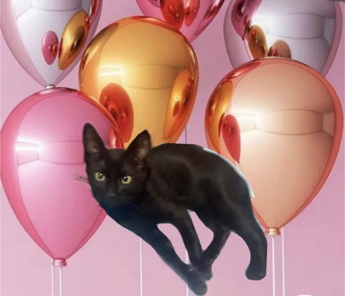 Gato ra a SRD-ViraLata idade 2 a 6 meses nome Chocolat 4meses 